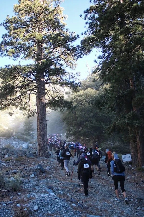 A group of trail runners and hikers jogging along a mountain path lined with tall pine trees, with misty forest visible in the background on a clear morning.